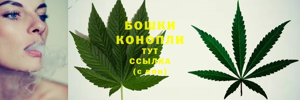 стаф Козловка